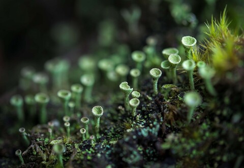 Mystérieux mycètes, une biodiversité discrète de formes et de couleurs} - 