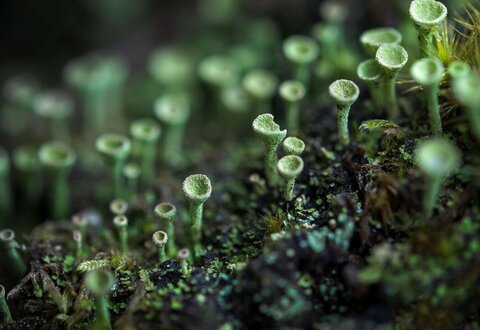 Conférence : Mystérieux mycètes, une biodiversité discrète de  formes et de couleurs} - 