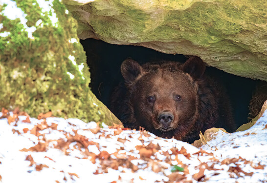 Brown bear in a den in its natural habitat