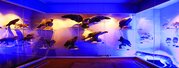 Musée Bernard d'Agesci, histoire naturelle, animaux nocturnes et diurnes