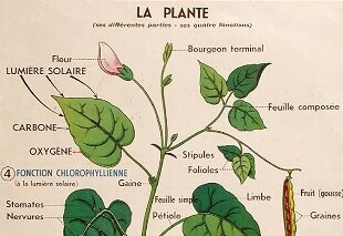 [IMAGE ALT] - Agrandir l'image, fenêtre modale